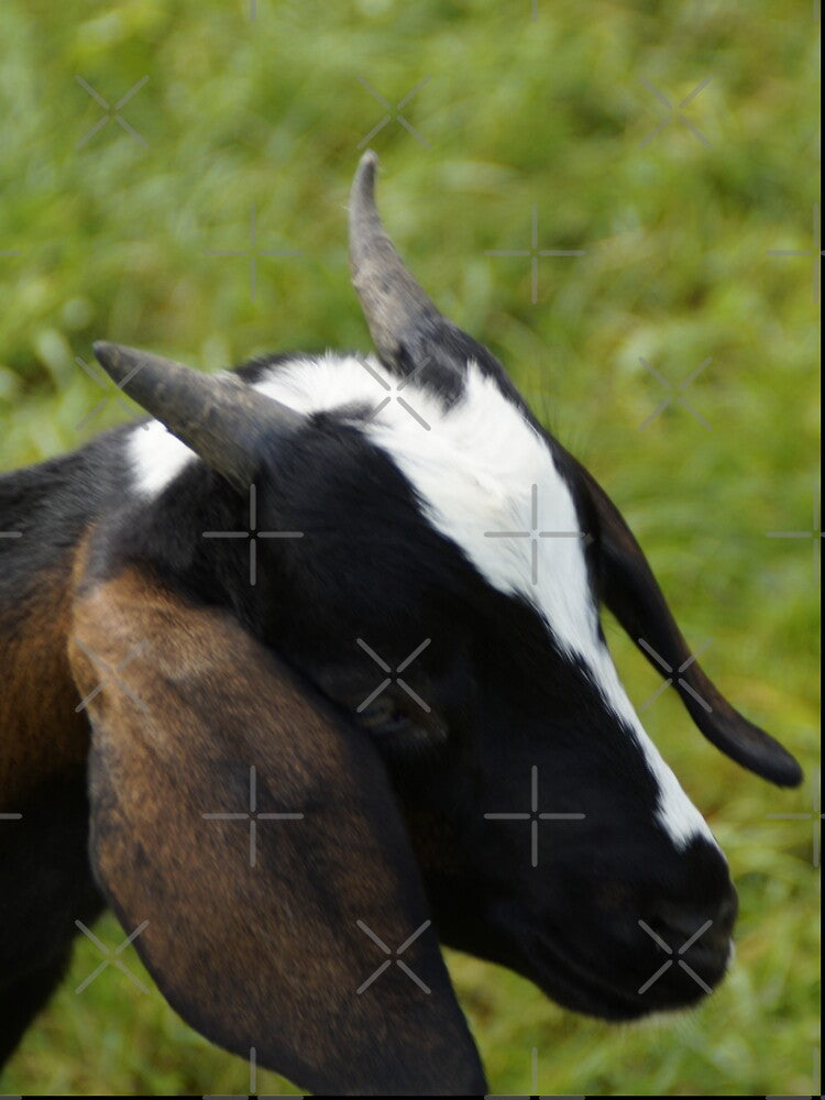 Goat farmer - pygmy goat by animal-animal