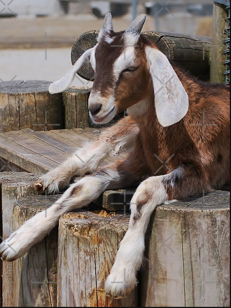Goat farm - cute goat by animal-animal