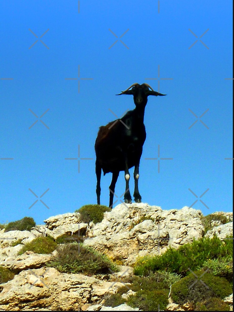 Black goat - mountain goat by animal-animal