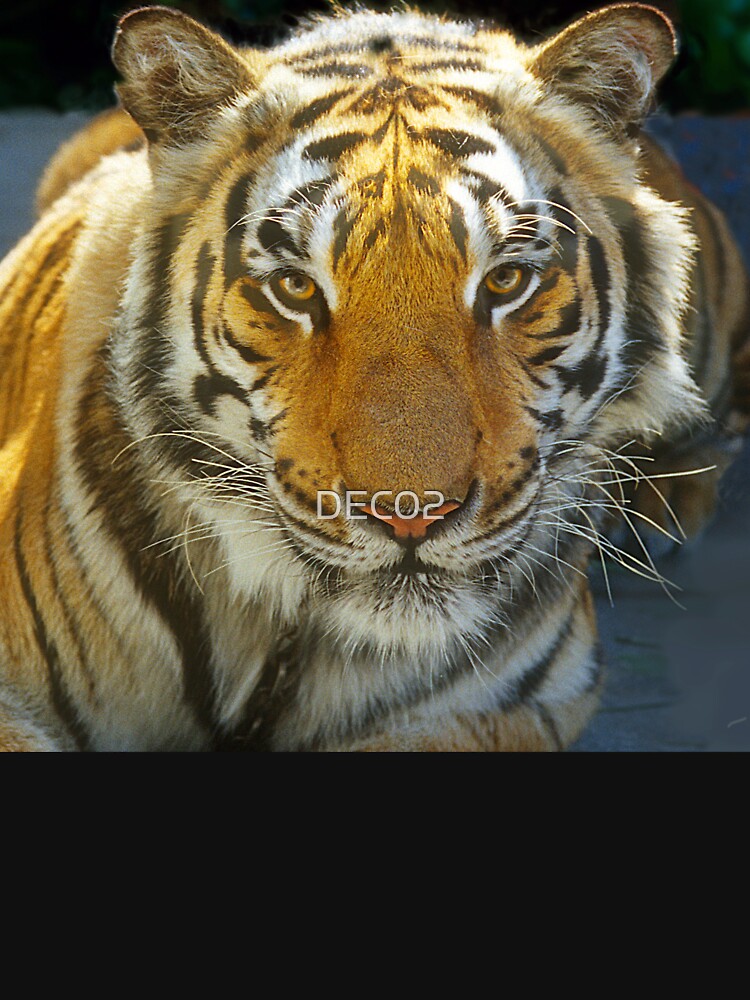Tiger Face: Up Close and Very Personal Art Photo by DEC02