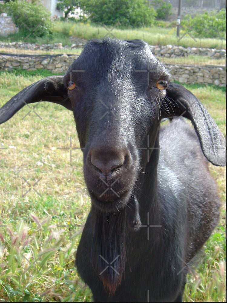 Black goat - funny goat by animal-animal