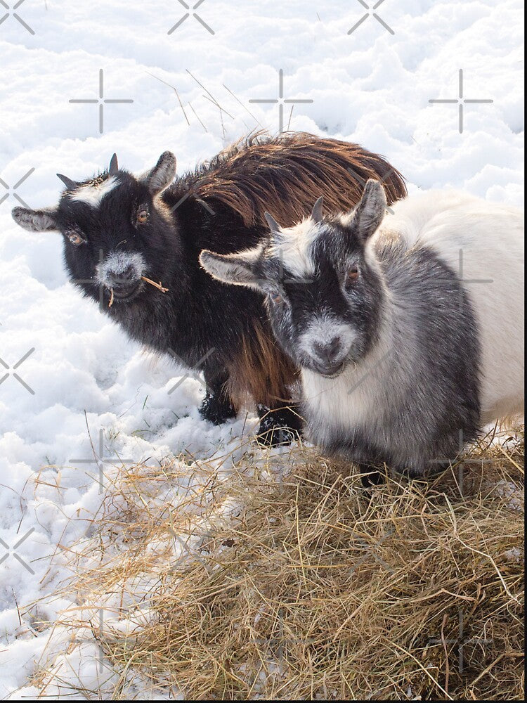 Goat farm - Funny goat - pygmy goat by animal-animal
