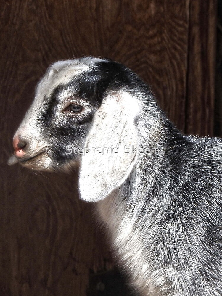 cute gray and white baby goat by Stephanie Skeem