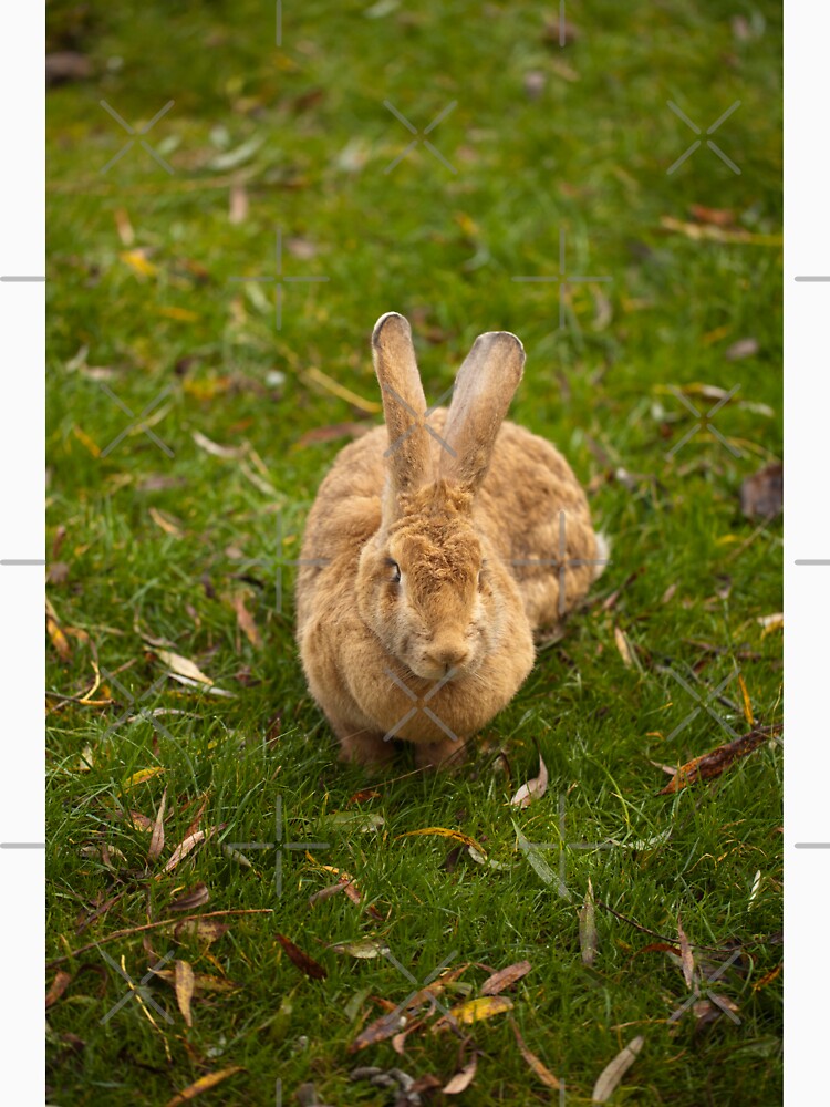 Large Rabbit by LizzieMaher