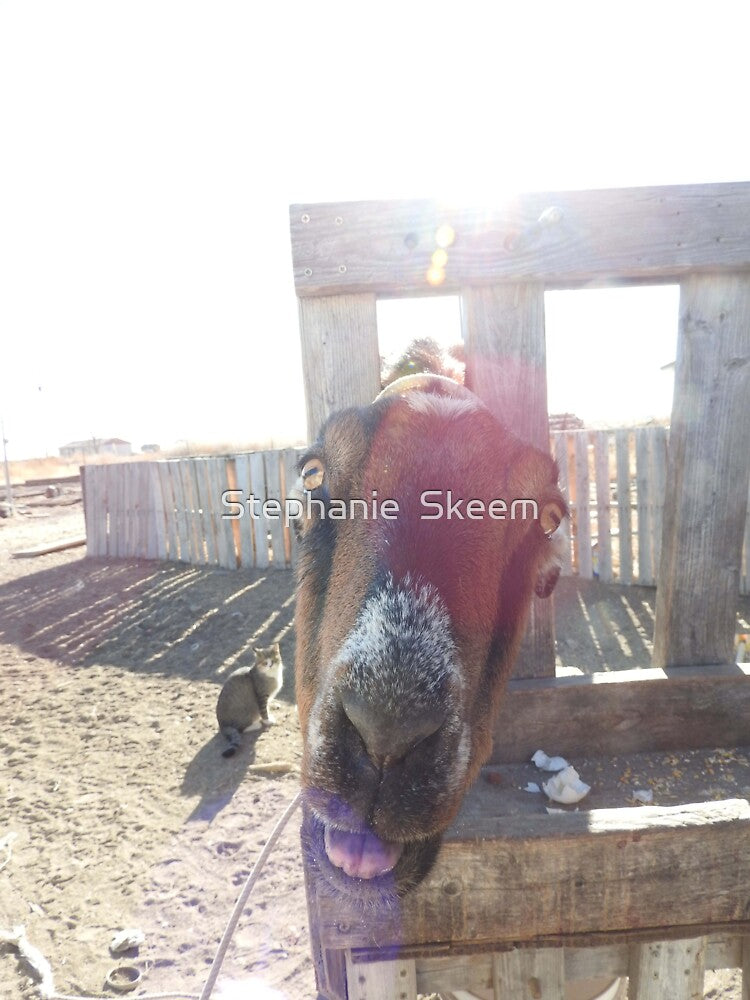 goat sticking out its tongue and a happy farm cat by Stephanie Skeem