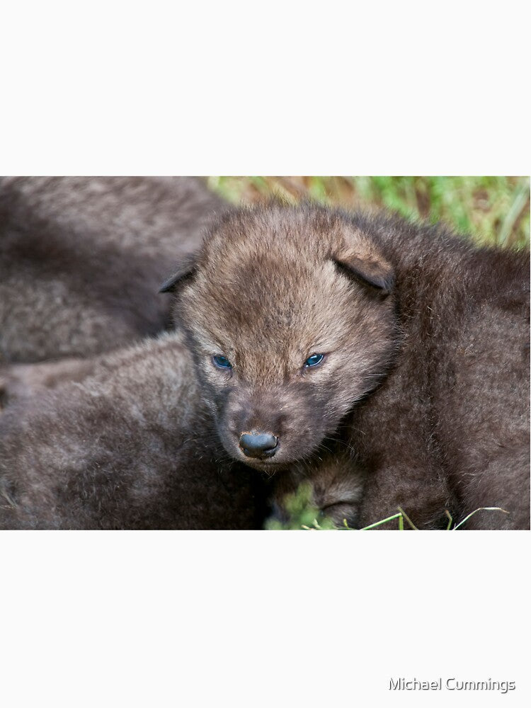 Timber Wolf Pup by Michael Cummings