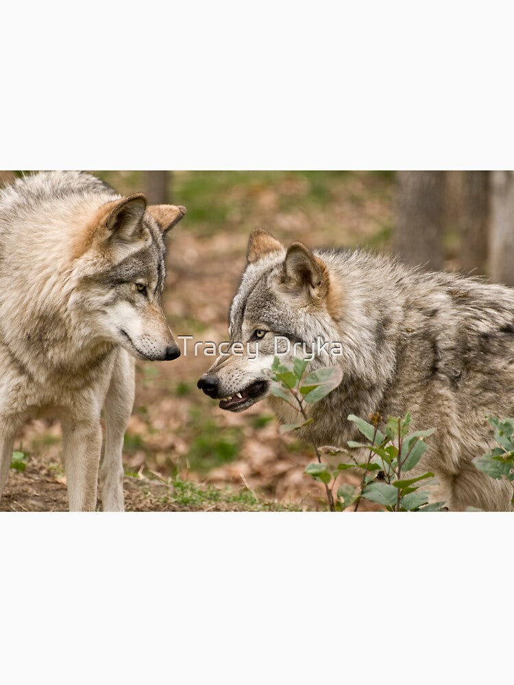 A little Trouble Brewing! by Tracey Dryka