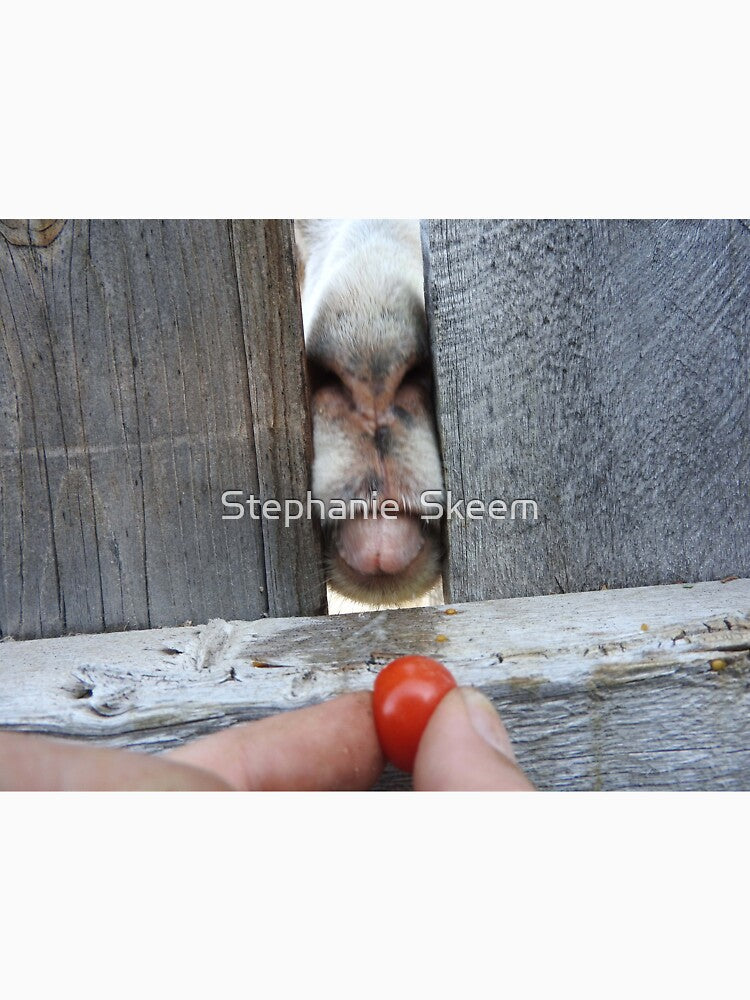 funny goat face, goat tongue eating a tomato by Stephanie Skeem