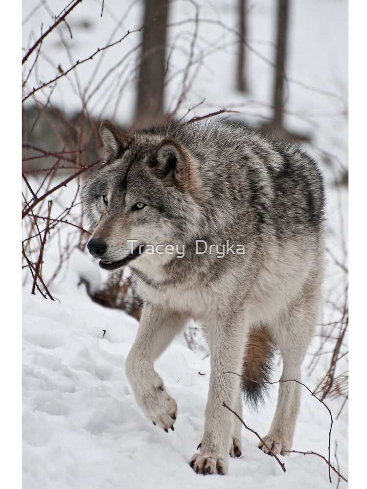 Alterior Motive by Tracey Dryka