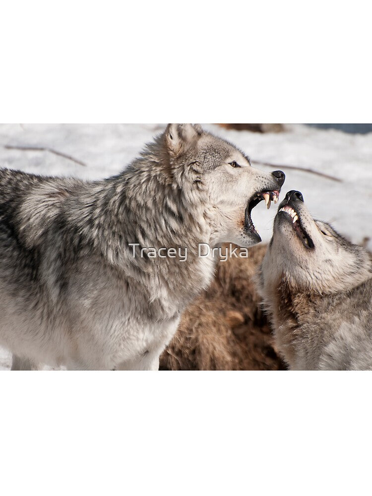 Comparing Teeth by Tracey Dryka