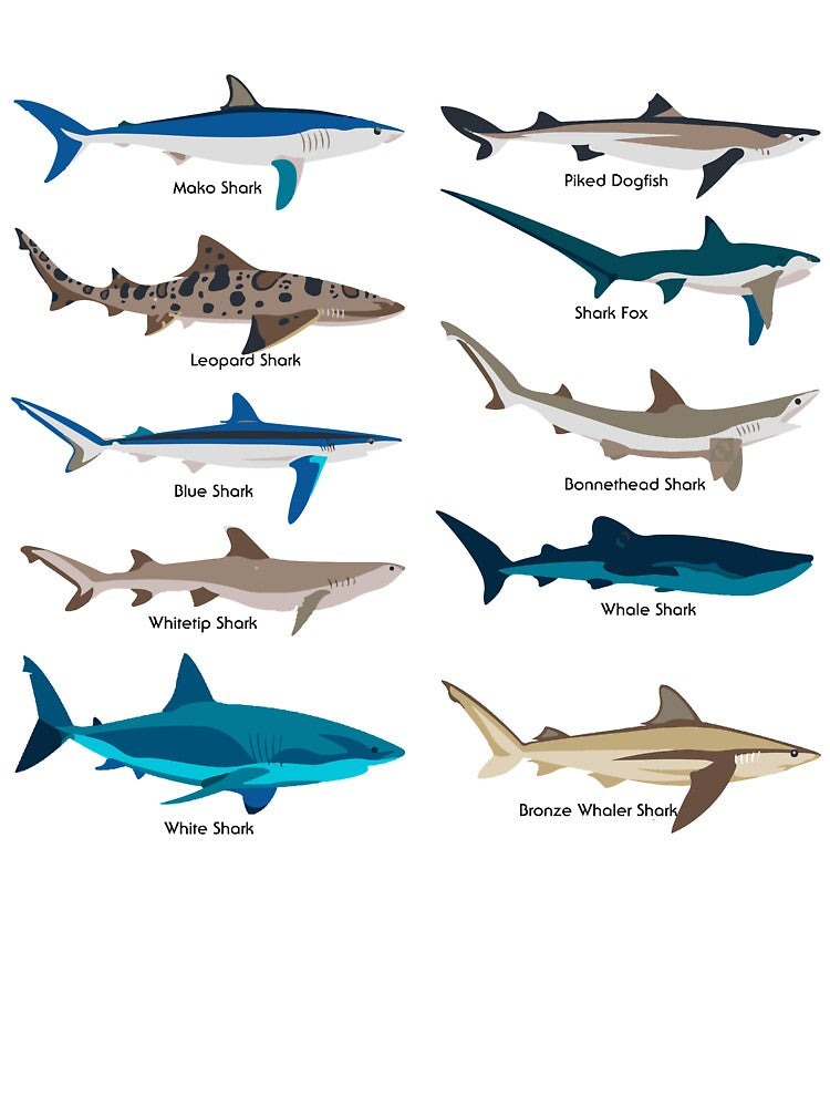 Shark Family Types Of Sharks Shark Lover Art Shark Party Shark Print by TeesByDesign