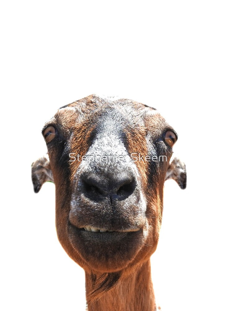 goat day silly goat by Stephanie Skeem