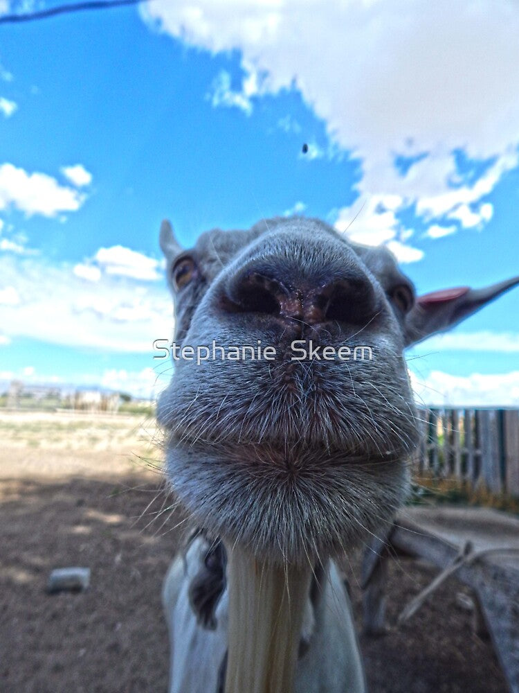close up goat funny goat face by Stephanie Skeem