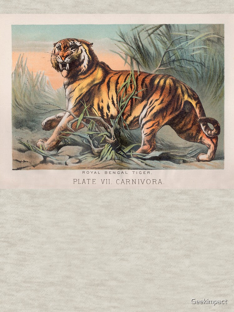 Bengal Tiger illustration by Vintage Designs +