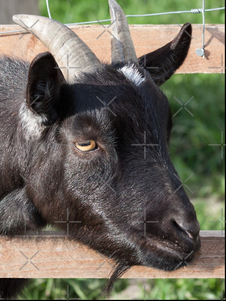 Black goat -  farm goat by animal-animal