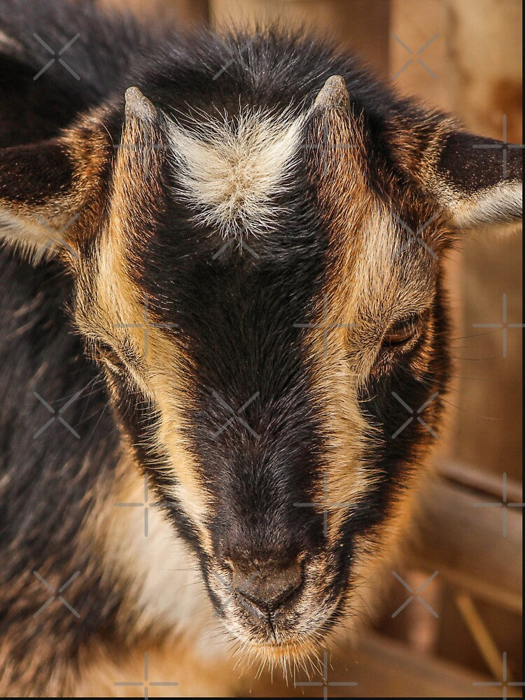 Black goat -  pygmy goat by animal-animal