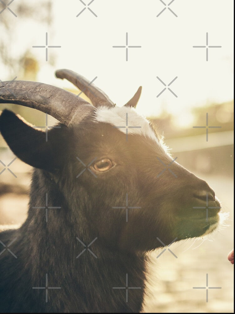 Black goat by animal-animal