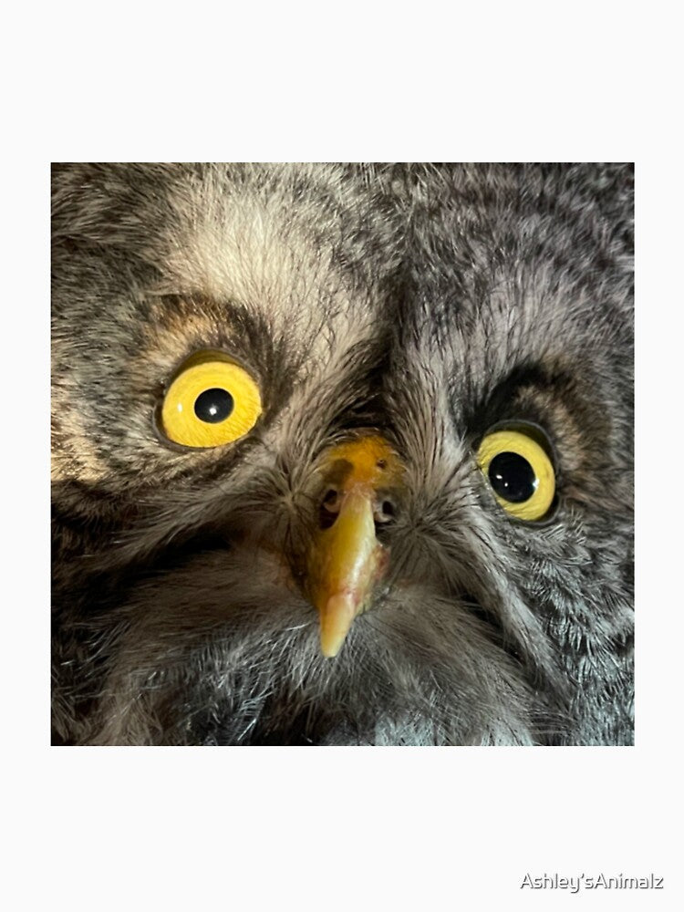 Owls by Ashley’sAnimalz