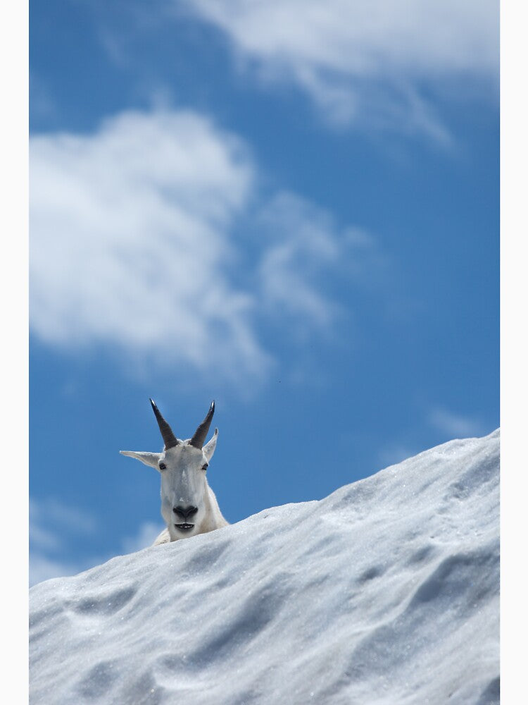 A Mountain Goat in Snow Looks On by katevernaphoto