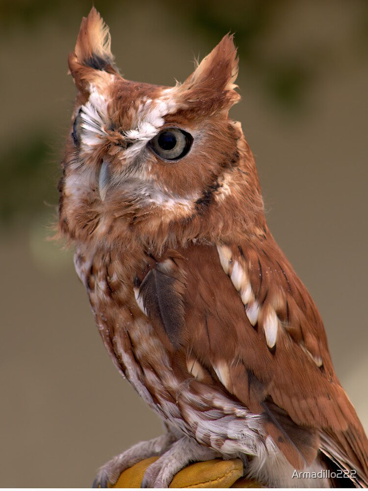 Rufous Sentinel: Eastern Screech Owl in Focus by Armadillo222