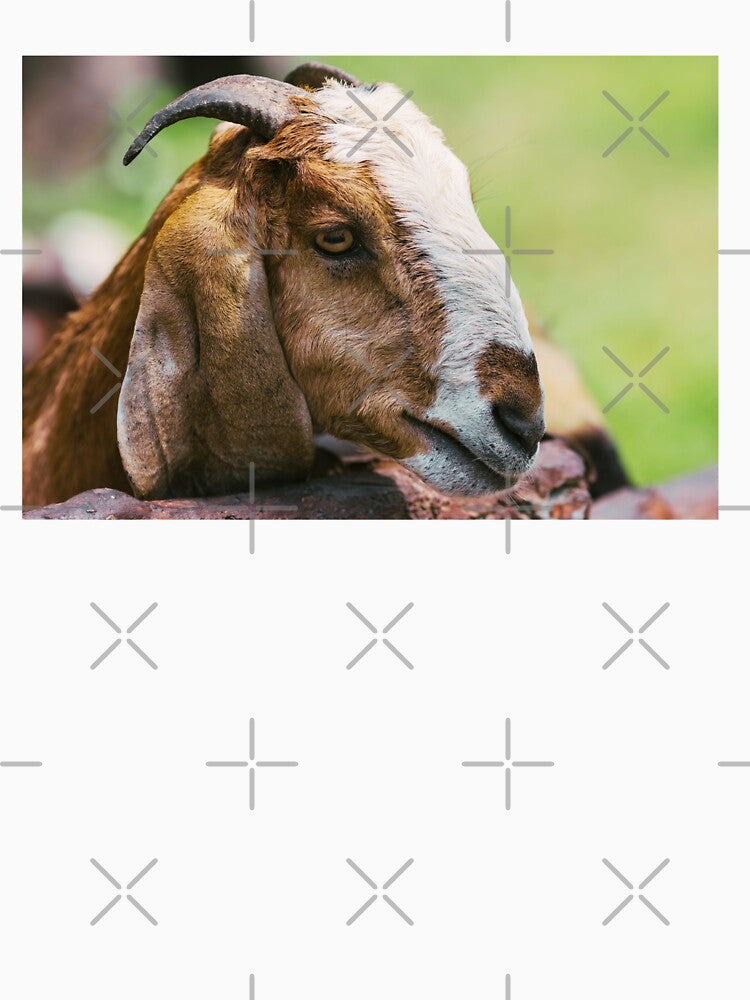 Anglo Nubian Goat by TheAnimalZ00