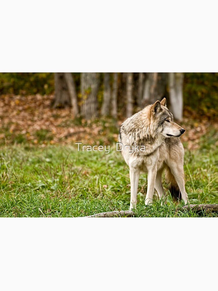 The Protector by Tracey  Dryka