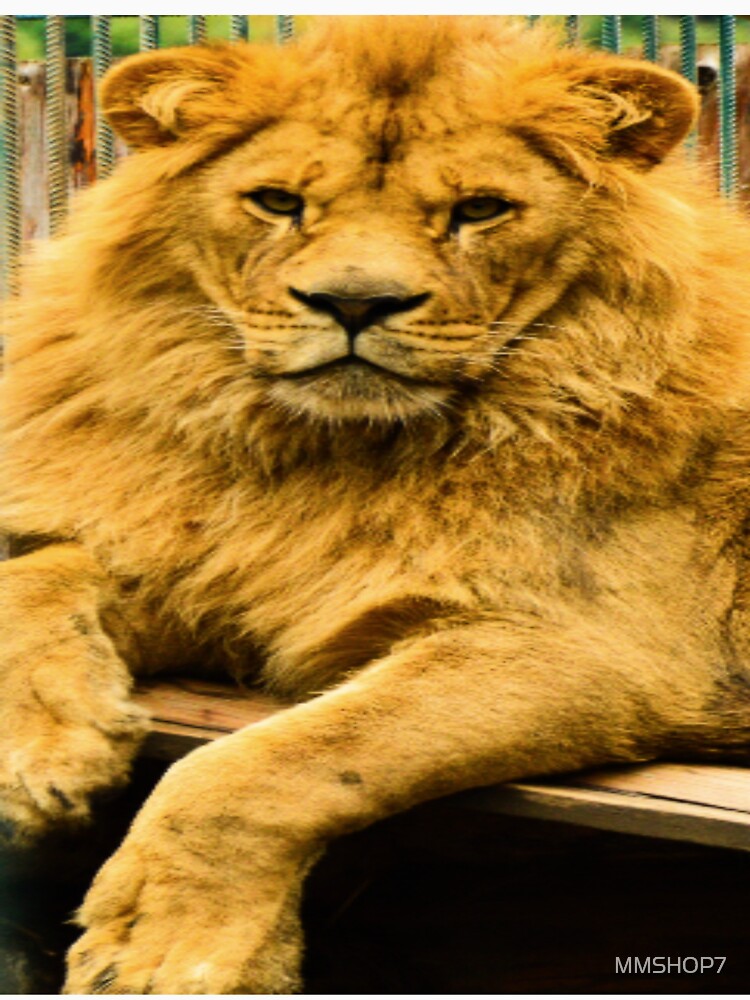 lion king by MMSHOP7