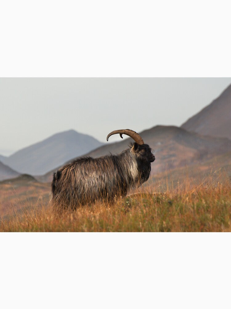 Feral Goat by Macrae images