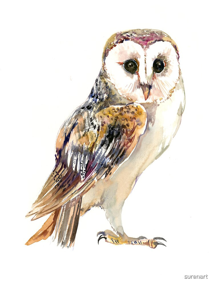 Barn Owl by surenart