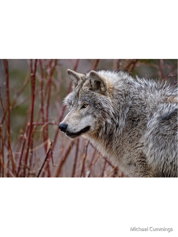 Gray Wolf by Michael Cummings