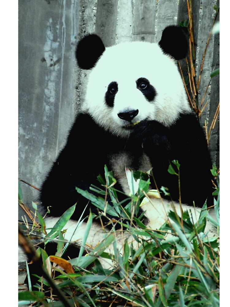 eating panda by ahmadshalqeh