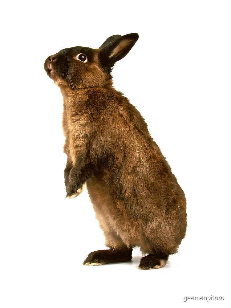 Rabbit standing on hind legs by yeamanphoto