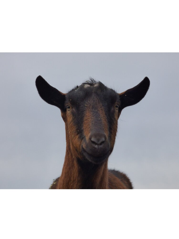 Goat by skyekimi