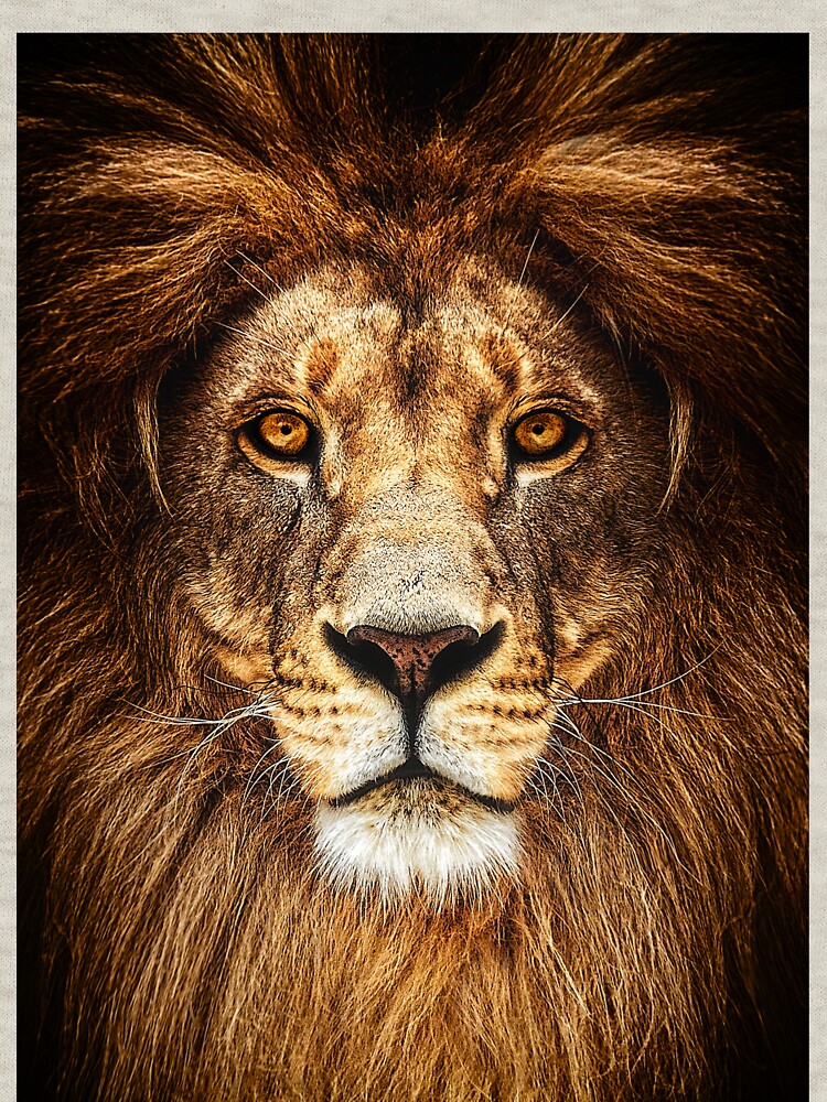 Lion Phone Cases , Lion Pillows by Orvia
