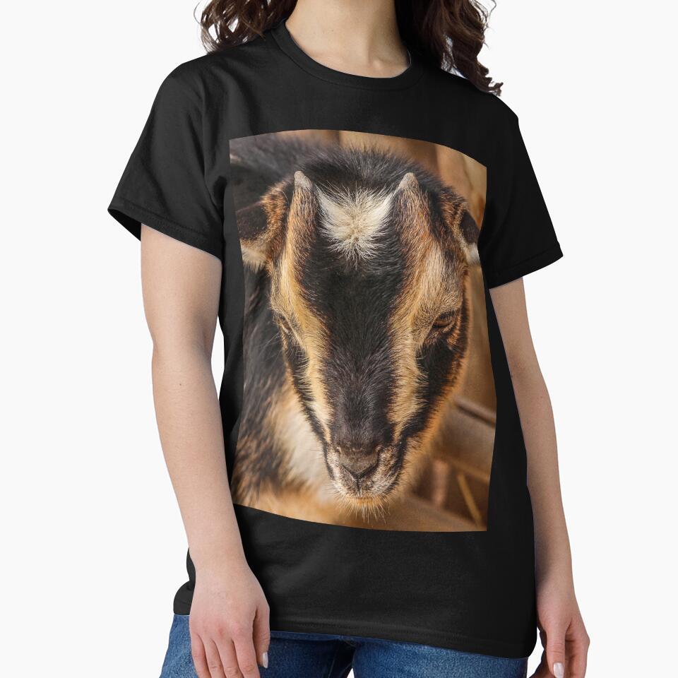Black goat -  pygmy goat by animal-animal