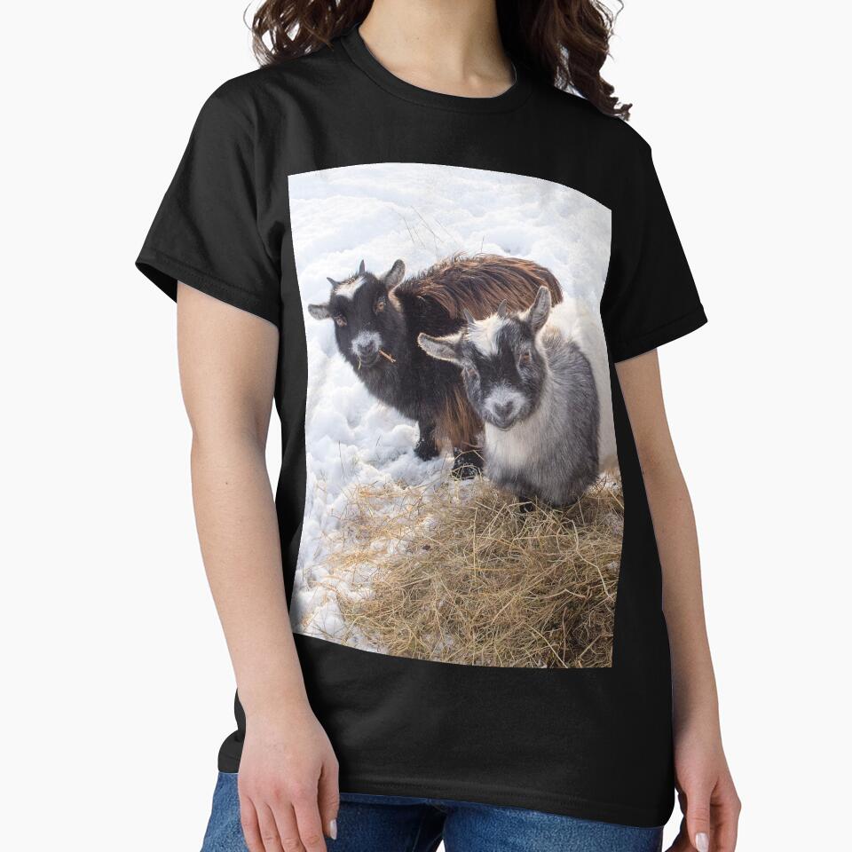 Goat farm - Funny goat - pygmy goat by animal-animal